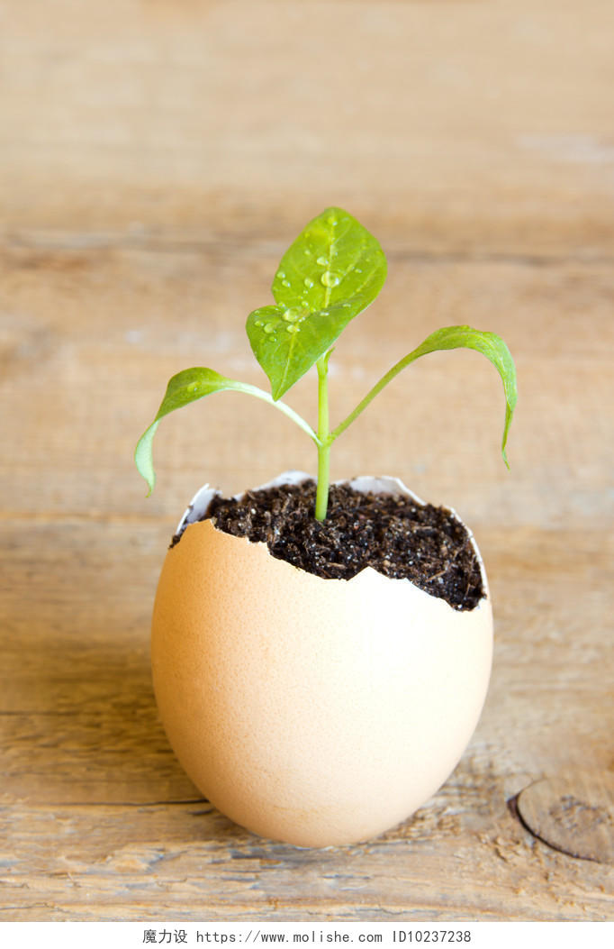 年轻绿色的植物在蛋壳中生长在木制背景发展新的生活希望出生或复兴的概念幼苗